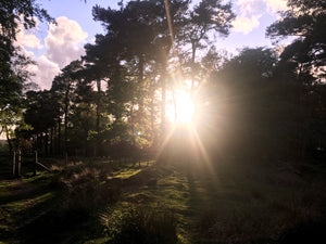 Sun Through Trees 